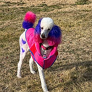 Coral Rae is registered to the contest to win money with this photo: animal, canine, collar, colorful, dog, dyed_fur, ears, fashion, field, fur, grass, outdoor, pet, pink_coat, poodle, purple_fur, standing, tag, tail, winter