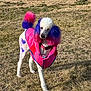 animal, canine, collar, colorful, dog, dyed_fur, ears, fashion, field, fur, grass, outdoor, pet, pink_coat, poodle, purple_fur, standing, tag, tail, winter