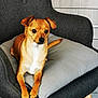 alert, animal, brown_dog, chair, companion, cushion, cute, dog, domestic, ears_up, floor, furniture, indoor, looking_away, paw, pet, relaxed, short_fur, small_dog, wooden_leg