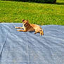 Rolly participe au concours pour gagner de l'argent avec cette photo : animal, blanket, brown_dog, canine, collar, daylight, dog, fur, grass, hedge, lawn, lying_down, nature, outdoor, pet, relaxing, resting, small_dog, summer, sunny