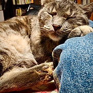 Thaly participe au concours pour gagner de l'argent avec cette photo : cat, tabby, sleeping, paw, denim, close_up, indoor, furniture, bookshelf, cozy, resting, fur, whiskers, face, pet, animal, relaxed, soft_light, home, tablecloth