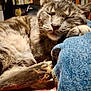 cat, tabby, sleeping, paw, denim, close_up, indoor, furniture, bookshelf, cozy, resting, fur, whiskers, face, pet, animal, relaxed, soft_light, home, tablecloth