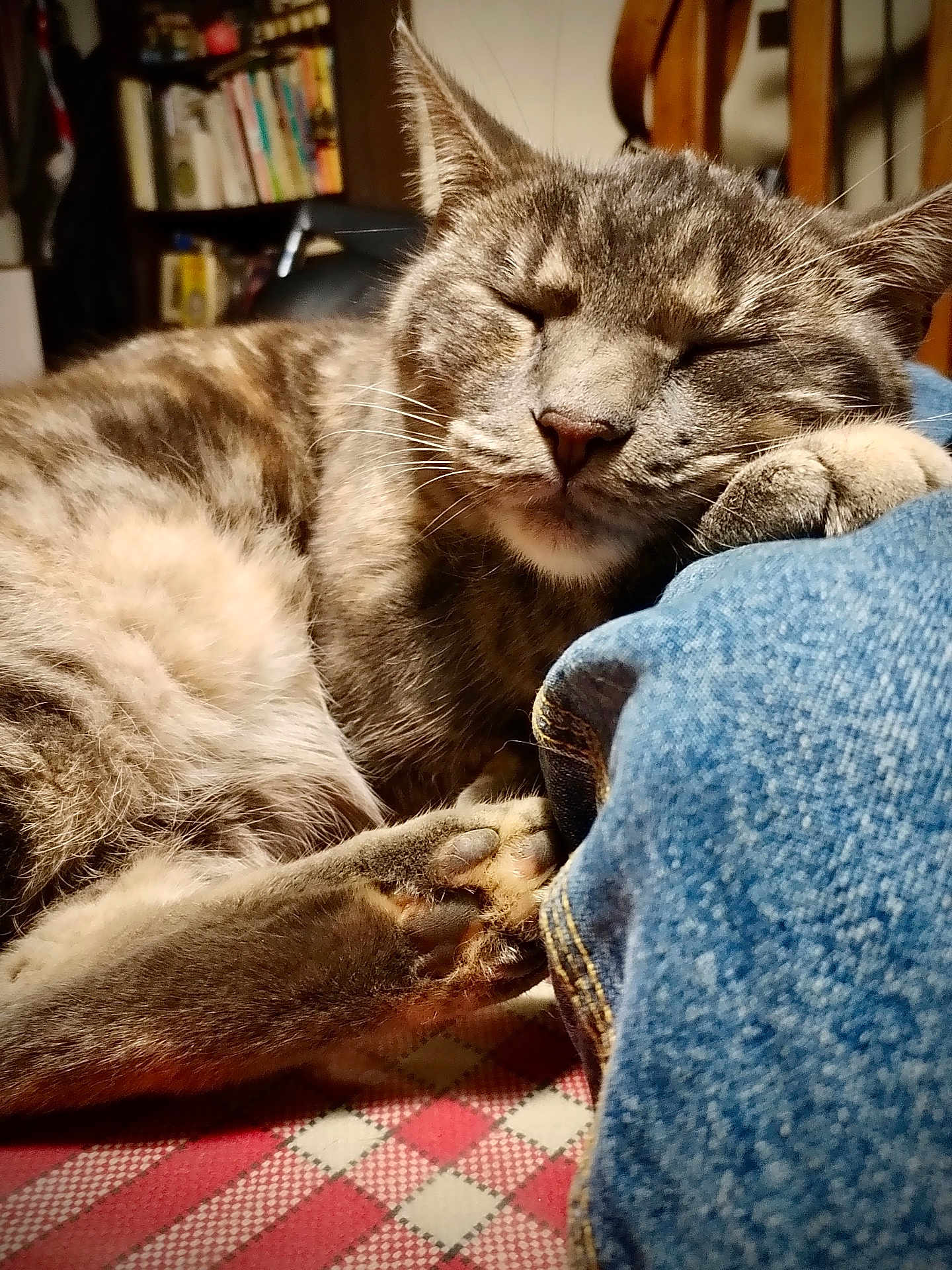 Thaly participe au concours pour gagner de l'argent avec cette photo : cat, tabby, sleeping, paw, denim, close_up, indoor, furniture, bookshelf, cozy, resting, fur, whiskers, face, pet, animal, relaxed, soft_light, home, tablecloth