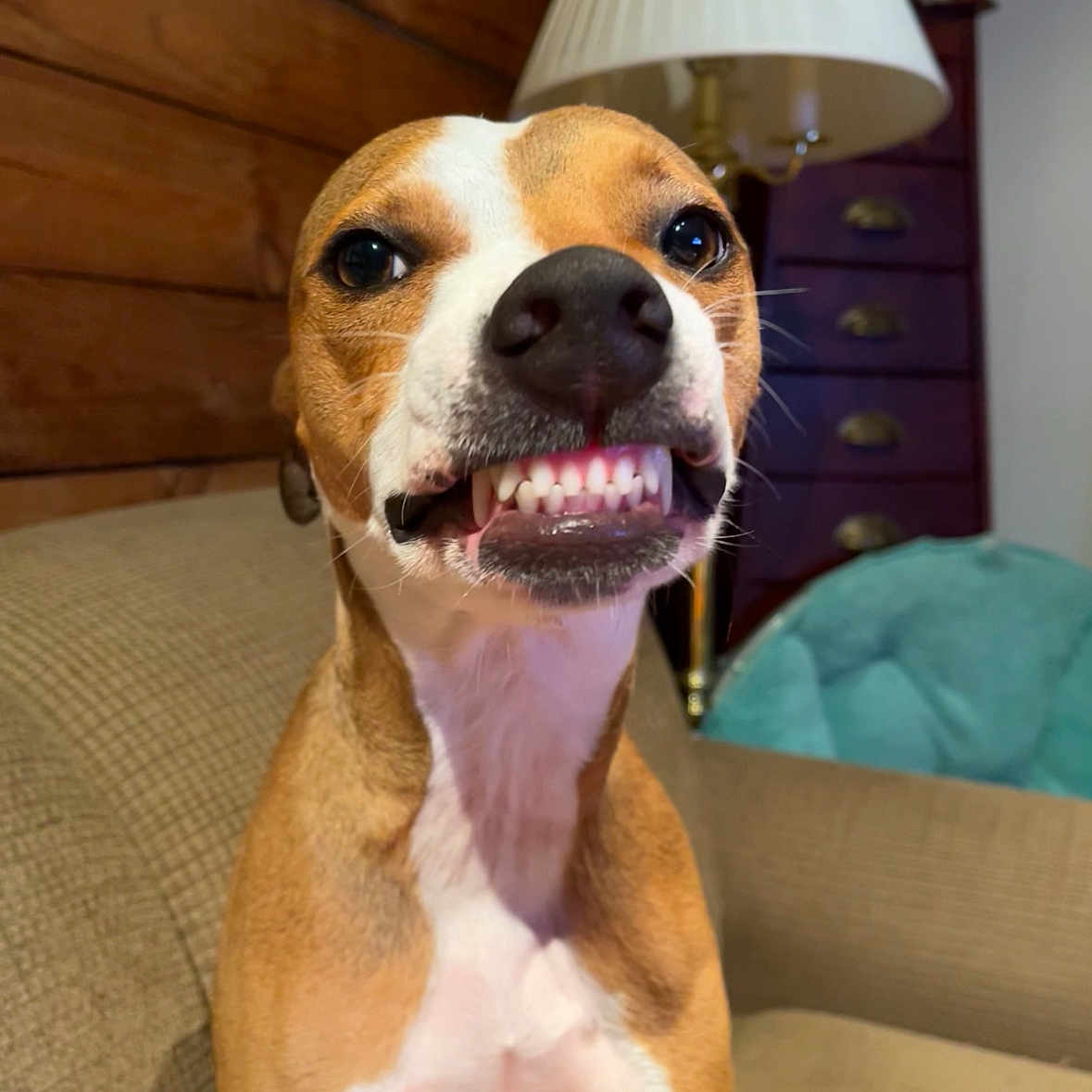 Chloe is registered to the contest to win money with this photo: animal, architecture, bodypart, building, canine, dog, furniture, hound, indoors, interiordesign, lamp, lampshade, livingroom, mouth, person, pet, puppy, room, snout, tablelamp