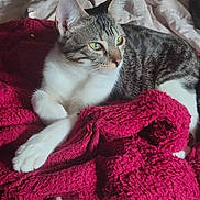 Spencer participe au concours pour gagner de l'argent avec cette photo : cat, tabby_cat, white_paws, green_eyes, blanket, red_blanket, fur, pet, indoor, relaxed, resting, cozy, bed, soft_light, animal, mammal, whiskers, ears, portrait, feline