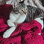 cat, tabby_cat, white_paws, green_eyes, blanket, red_blanket, fur, pet, indoor, relaxed, resting, cozy, bed, soft_light, animal, mammal, whiskers, ears, portrait, feline