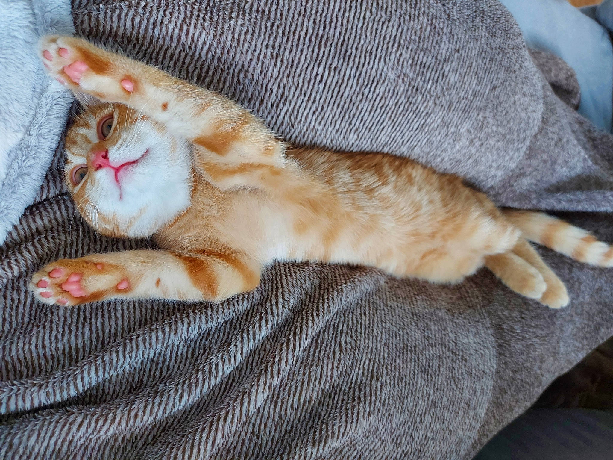 Sissy participe au concours pour gagner de l'argent avec cette photo : canidae, carnivore, cat, claw, comfort, domestic_short_haired_cat, fawn, felidae, foot, fur, human_leg, linens, nail, nap, paw, small_to_medium_sized_cats, snout, tail, textile, whiskers