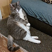 Calypso is registered to the contest to win money with this photo: cat, gray_cat, white_chest, pet, animal, feline, sitting, lounging, relaxed, paws, tail, whiskers, ears, eyes, carpet, couch, blue_blanket, leopard_print_pillow, indoors, home