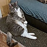 cat, gray_cat, white_chest, pet, animal, feline, sitting, lounging, relaxed, paws, tail, whiskers, ears, eyes, carpet, couch, blue_blanket, leopard_print_pillow, indoors, home