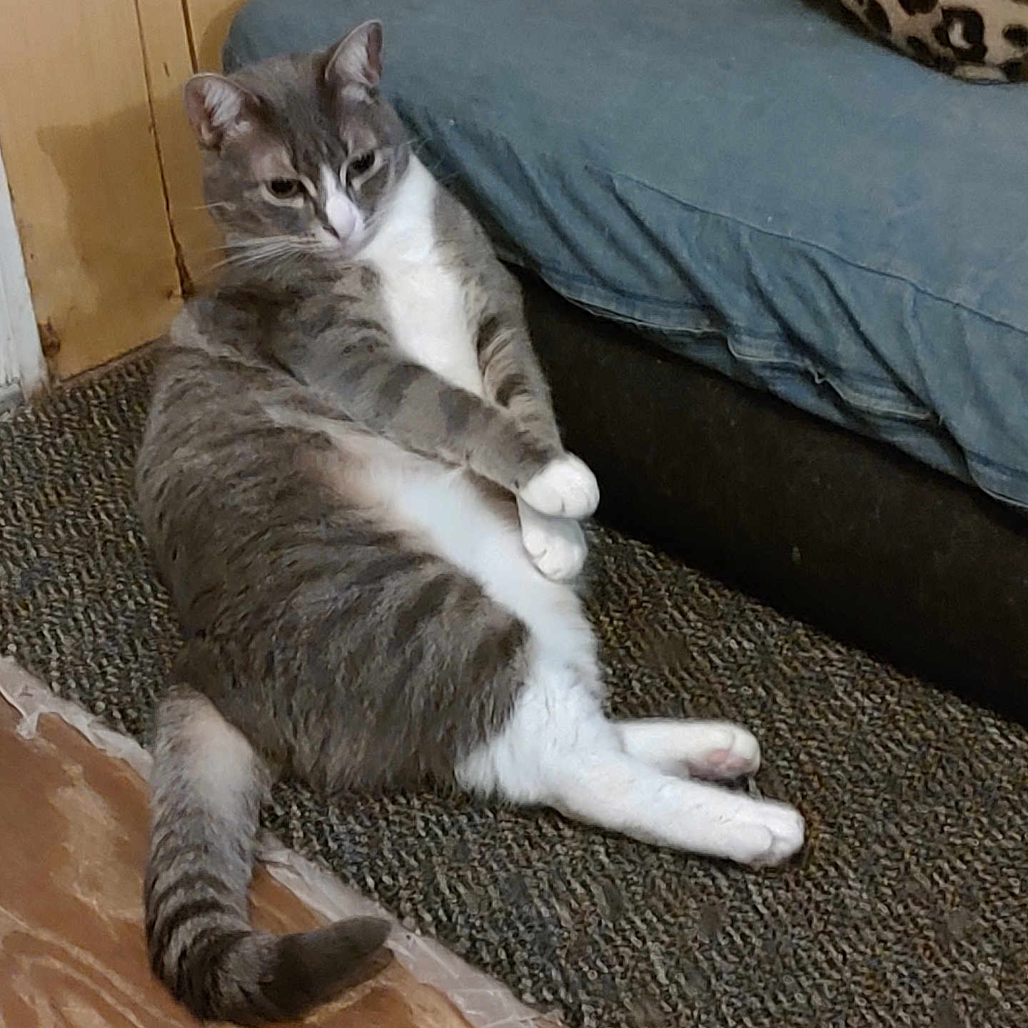 Calypso