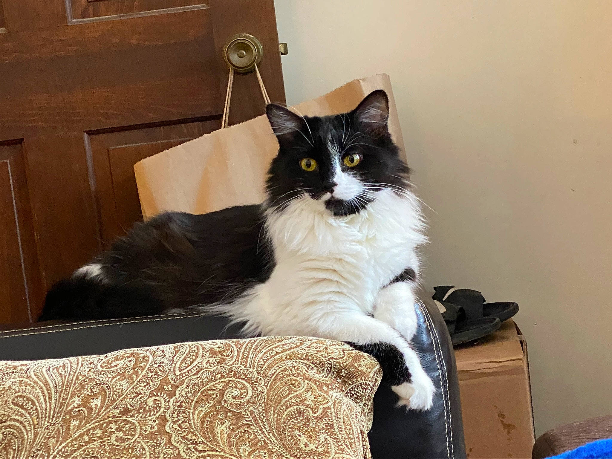 Evelyn joined the competition — help win amazing prizes! black_cat, box, cabinetry, carnivore, cat, cat_supply, comfort, domestic_short_haired_cat, door, drawer, felidae, fur, grey, hardwood, linens, sitting, small_to_medium_sized_cats, tail, whiskers, window