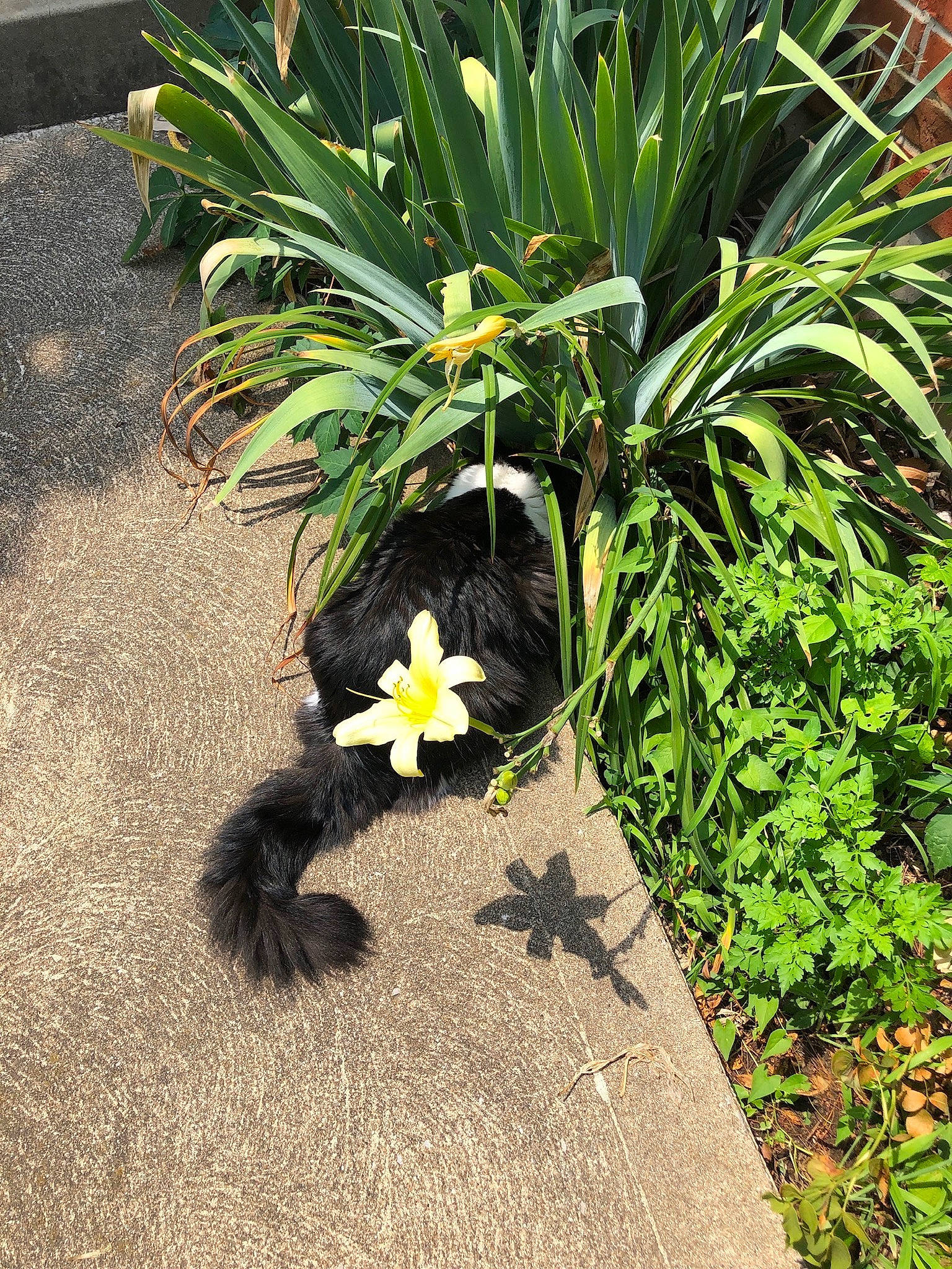 Evelyn is registered to the contest to win money with this photo: annual_plant, botany, flower, flowering_plant, flowerpot, garden, grass, grass_family, groundcover, houseplant, landscape, landscaping, lawn, outdoor_furniture, petal, plant, road_surface, shrub, soil, terrestrial_plant