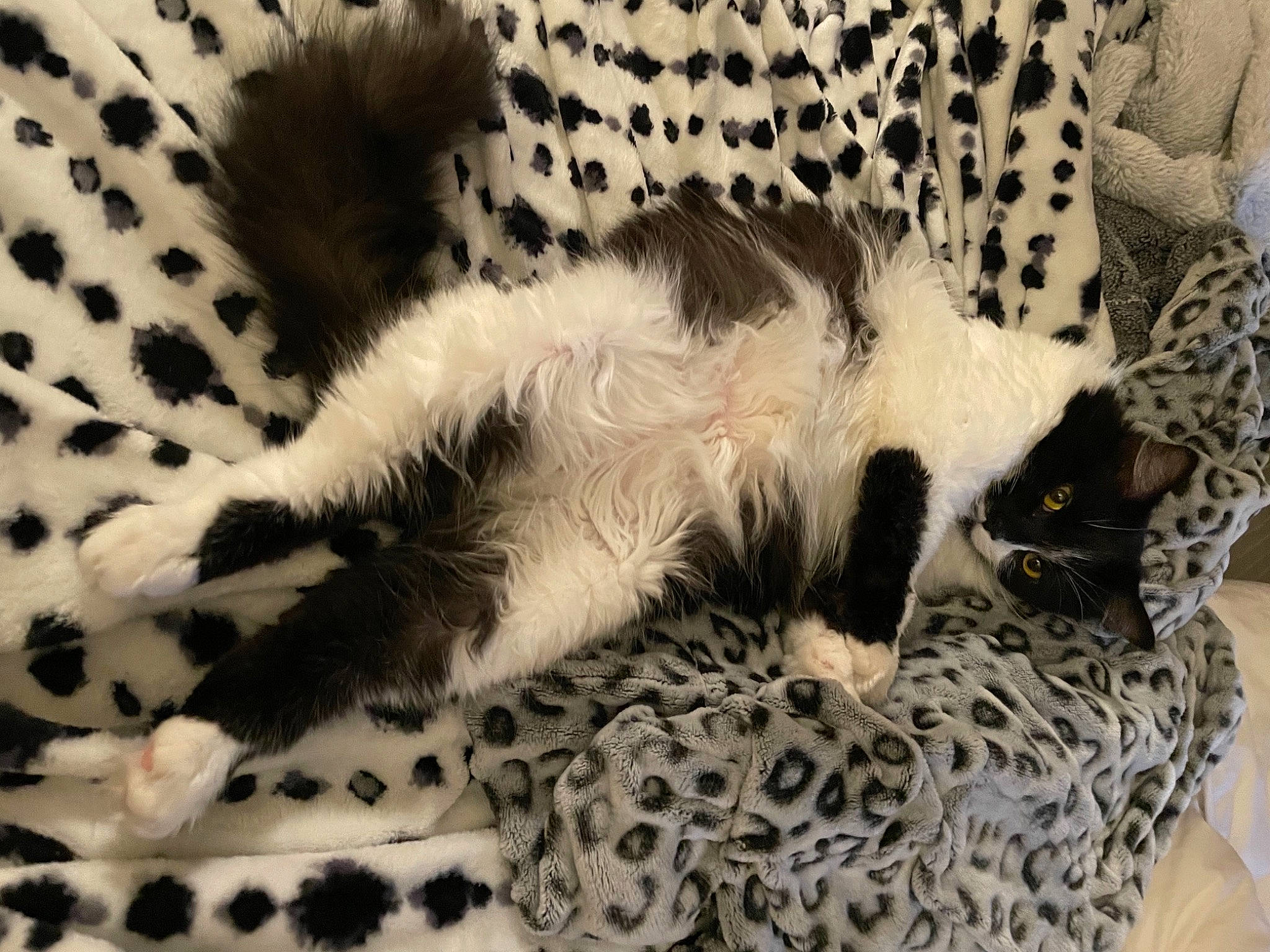 Evelyn is registered to the contest to win money with this photo: canidae, carnivore, cat, claw, comfort, dog_breed, domestic_short_haired_cat, felidae, fur, leopard, pattern, paw, small_to_medium_sized_cats, snout, sporting_group, tail, terrestrial_animal, whiskers, white, wildlife