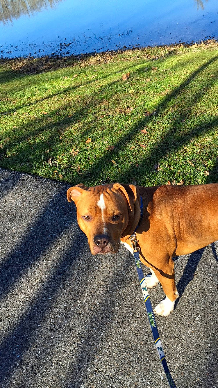 Milo is registered to the contest to win money with this photo: asphalt, carnivore, collar, companion_dog, dog, dog_breed, dog_collar, fashion_accessory, fawn, grass, grassland, landscape, leash, pet_supply, plant, road_surface, sky, snout, tail, working_animal