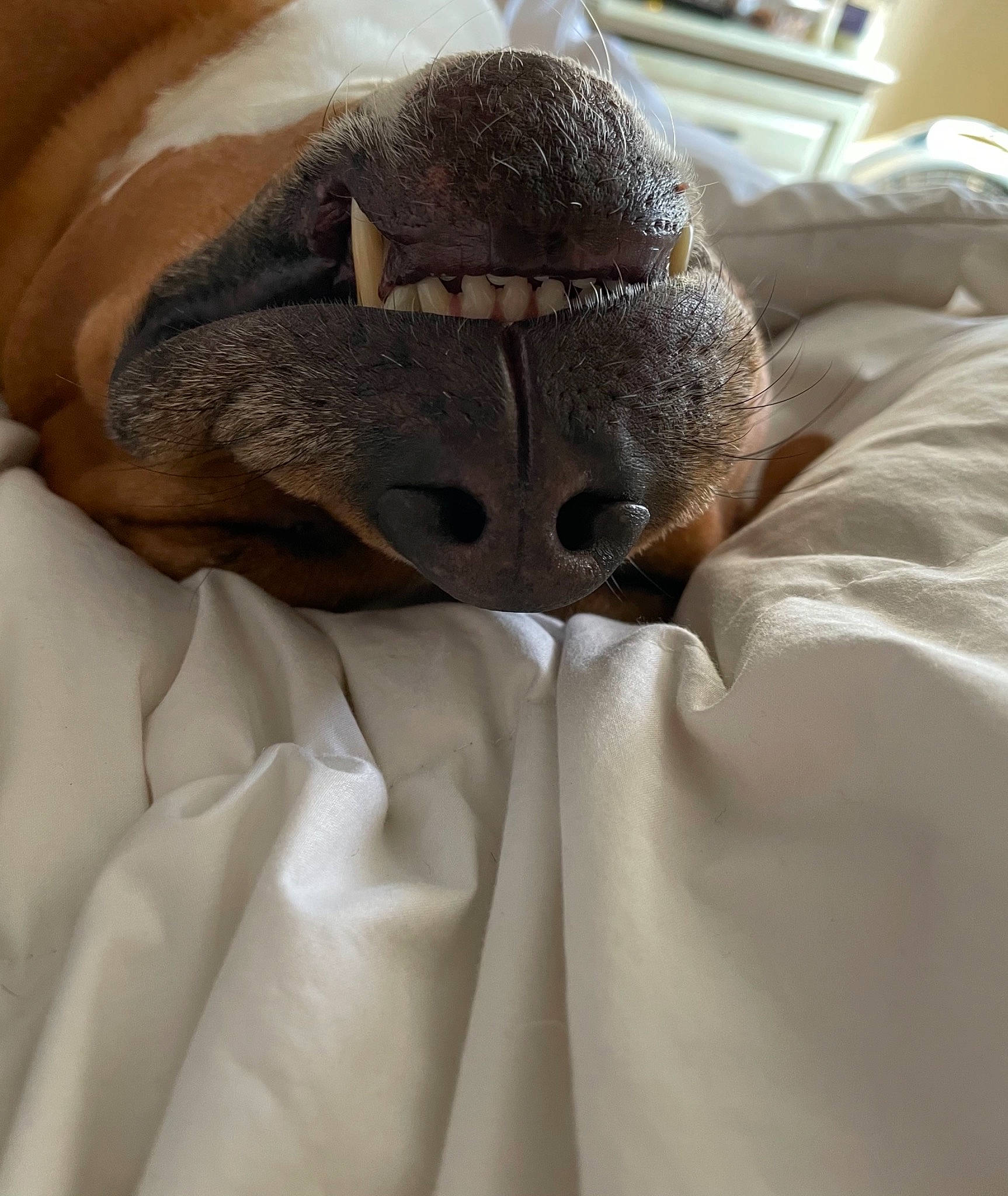 Milo joined the competition — help win amazing prizes! bed, bed_sheet, bedding, blanket, cap, comfort, fawn, felidae, fur, fur_clothing, hat, human_leg, linens, room, sleeve, small_to_medium_sized_cats, terrestrial_animal, towel, whiskers, wrinkle