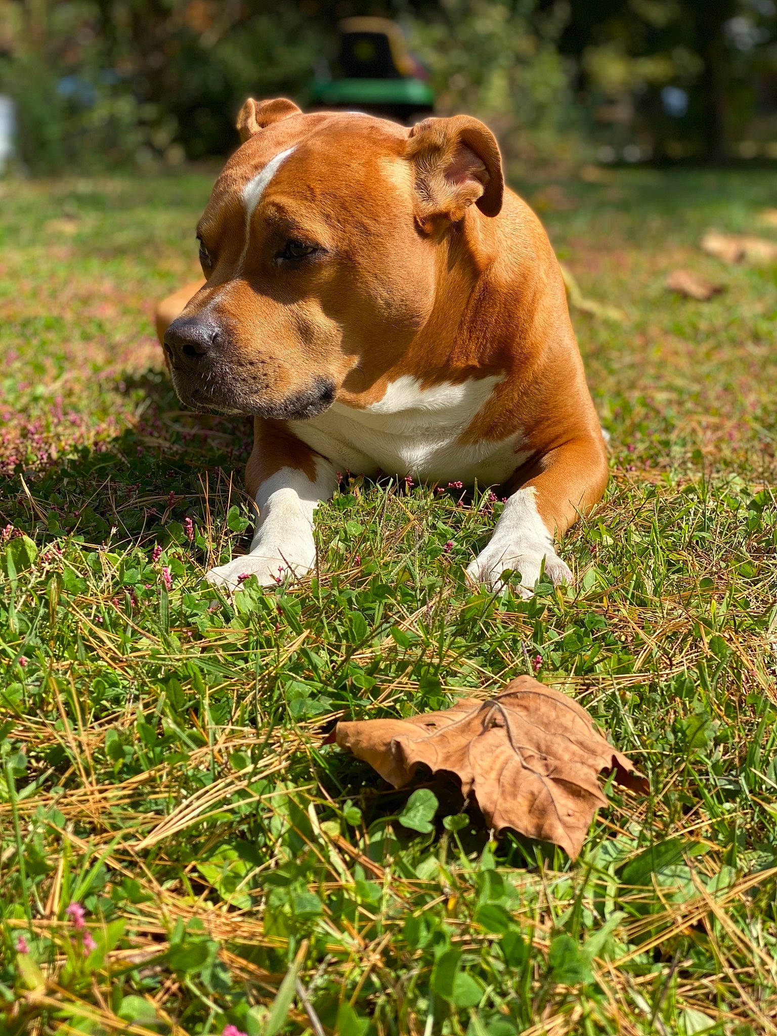 Milo is registered to the contest to win money with this photo: canidae, carnivore, companion_dog, dog, dog_breed, fawn, grass, grassland, groundcover, lawn, pasture, plant, snout, sporting_group, terrestrial_animal, tree, whiskers, wildlife, wood, working_animal