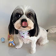 Cartier is registered to the contest to win money with this photo: dog, black_and_white, tongue_out, bandana, plush_bunny, blue_ribbon, bird_figurine, cute, pet, portrait, indoor, fur, small_dog, toy, adorable, animal, expression, clean_background, white_surface, companion_toys