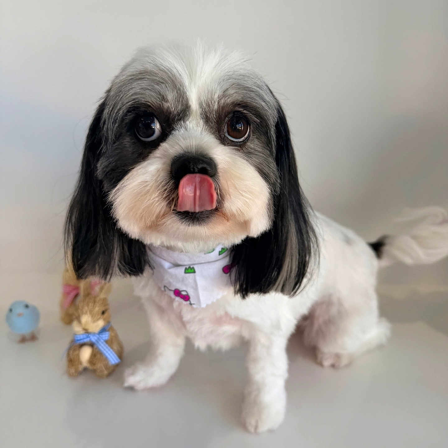 Cartier is registered to the contest to win money with this photo: dog, black_and_white, tongue_out, bandana, plush_bunny, blue_ribbon, bird_figurine, cute, pet, portrait, indoor, fur, small_dog, toy, adorable, animal, expression, clean_background, white_surface, companion_toys