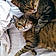 Milou