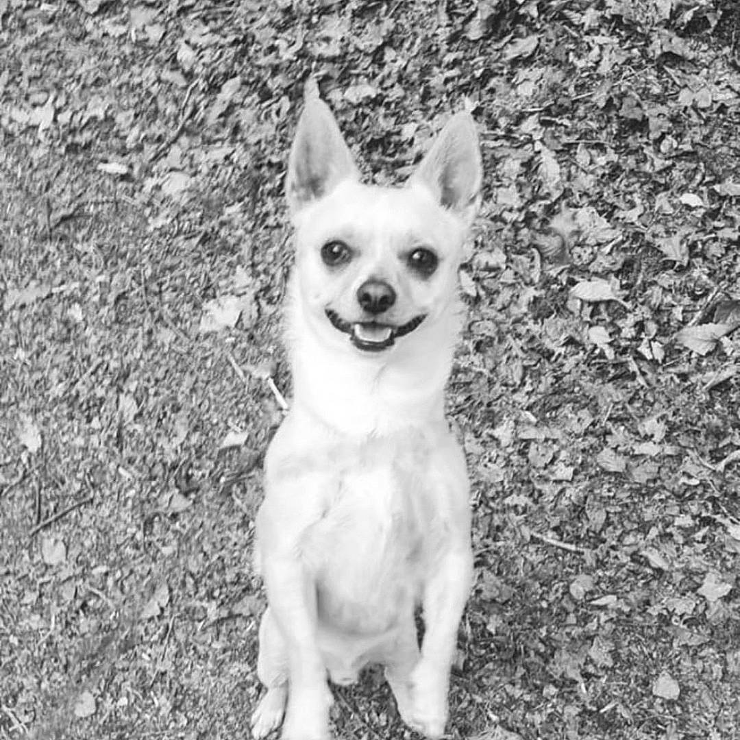 Forrest a rejoint le concours — aidez-le/la à gagner de superbes lots ! canidae, carnivore, chihuahua, companion_dog, dog, dog_breed, dog_supply, eye, fawn, grass, happy, head, human_body, monochrome, monochrome_photography, snout, sporting_group, tail, toy_dog, whiskers