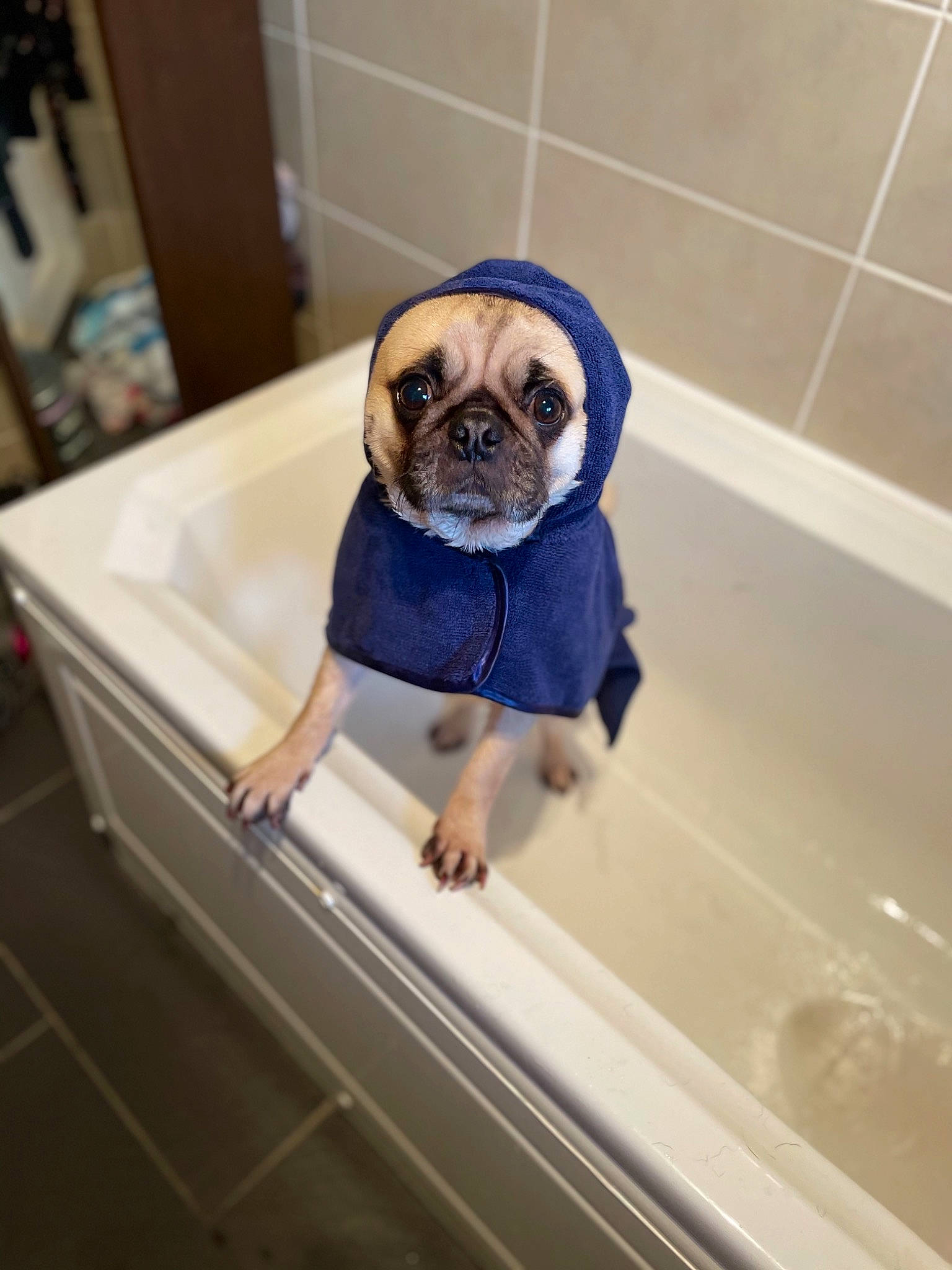 Reggie joined the competition — help win amazing prizes! canidae, carnivore, companion_dog, dog, dog_breed, electric_blue, eyewear, fawn, floor, flooring, glasses, mirror, pug, snout, sporting_group, sunglasses, tail, toy, toy_dog, vehicle_door