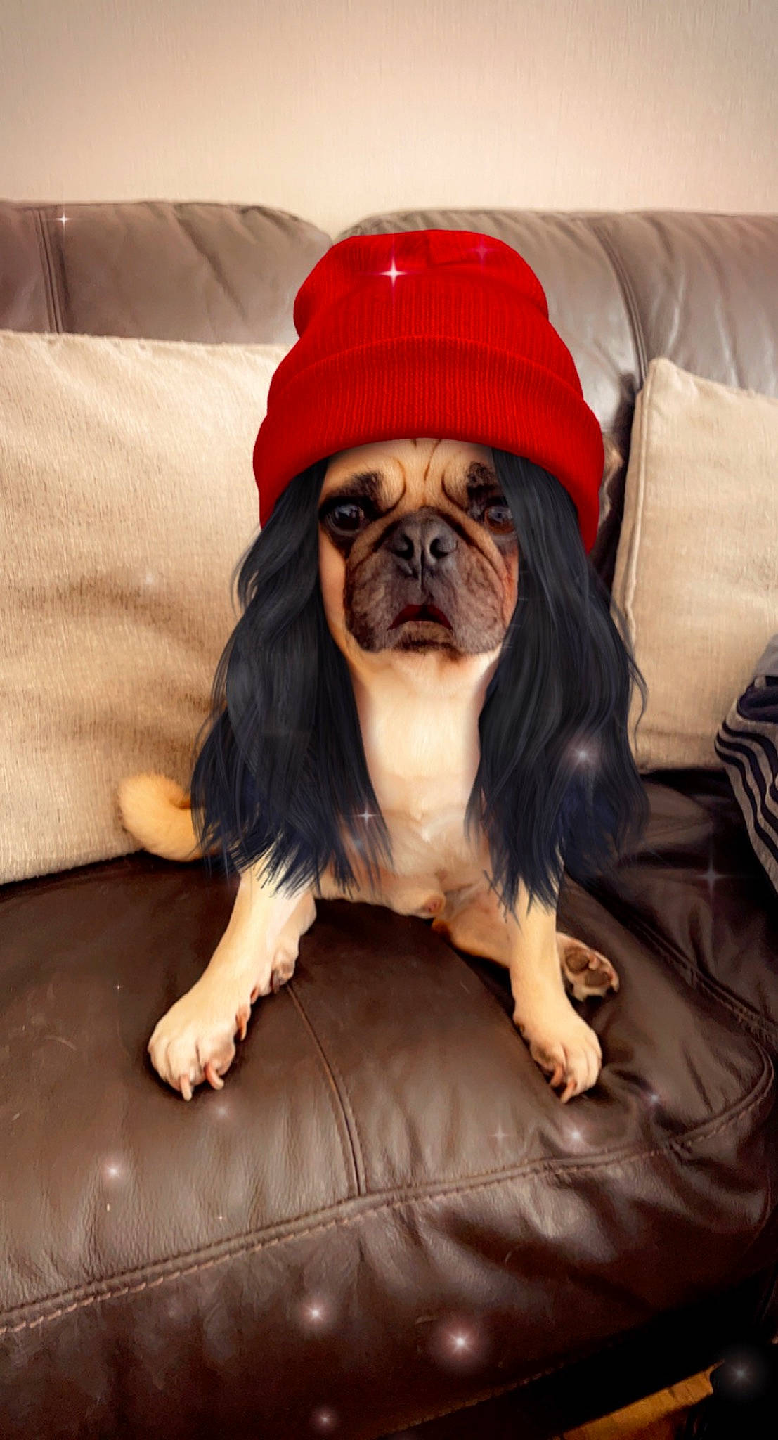 Reggie is registered to the contest to win money with this photo: beard, carnivore, comfort, companion_dog, dog, dog_breed, dog_clothes, dog_supply, eyewear, facial_hair, fawn, glasses, hair, hat, liver, pet_supply, snout, sporting_group, toy_dog, working_animal