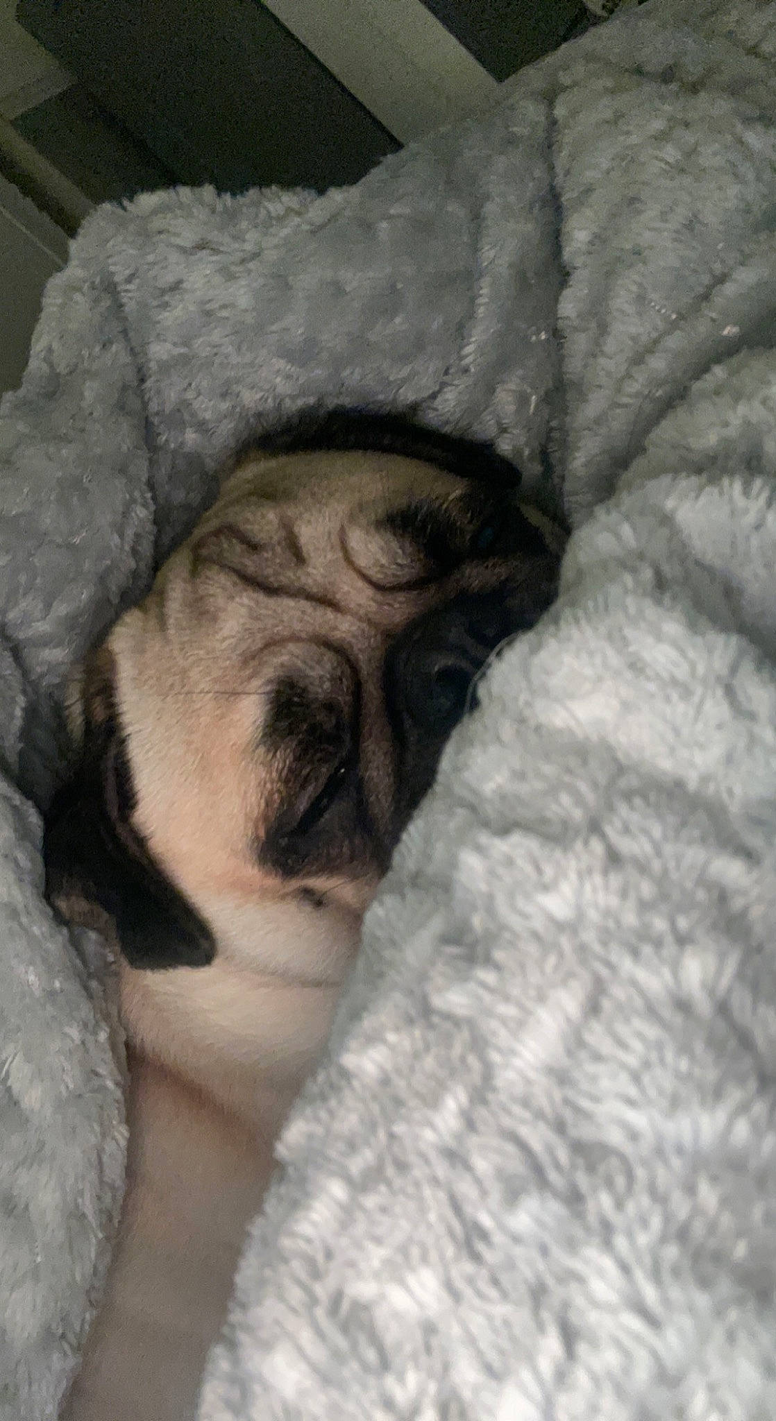 Reggie is registered to the contest to win money with this photo: bedding, canidae, close_up, comfort, companion_dog, dog_breed, fawn, felidae, flesh, fur, grey, linens, monochrome, nap, small_to_medium_sized_cats, snout, sporting_group, whiskers, wool, wrinkle