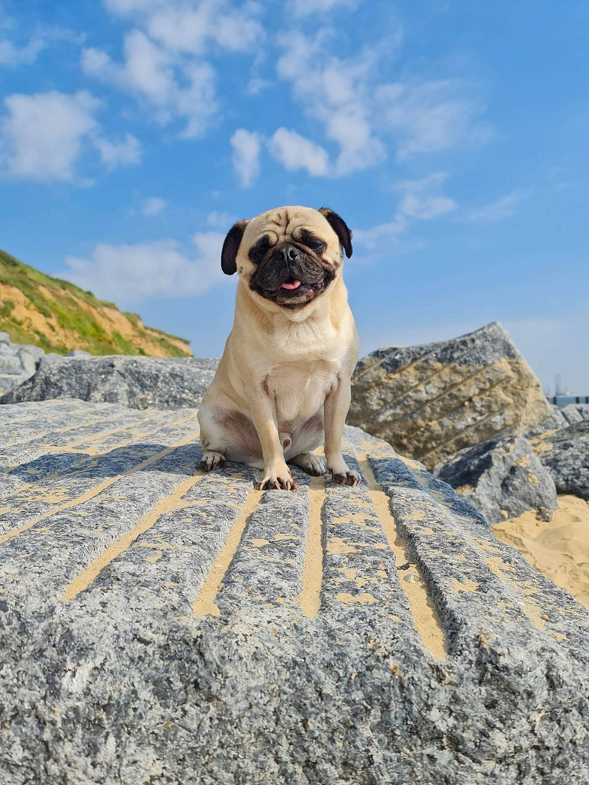 Reggie is registered to the contest to win money with this photo: bedrock, canidae, carnivore, cloud, collar, companion_dog, dog, dog_breed, dog_collar, fawn, landscape, pug, rock, sky, snout, soil, sporting_group, wildlife, working_animal, wrinkle
