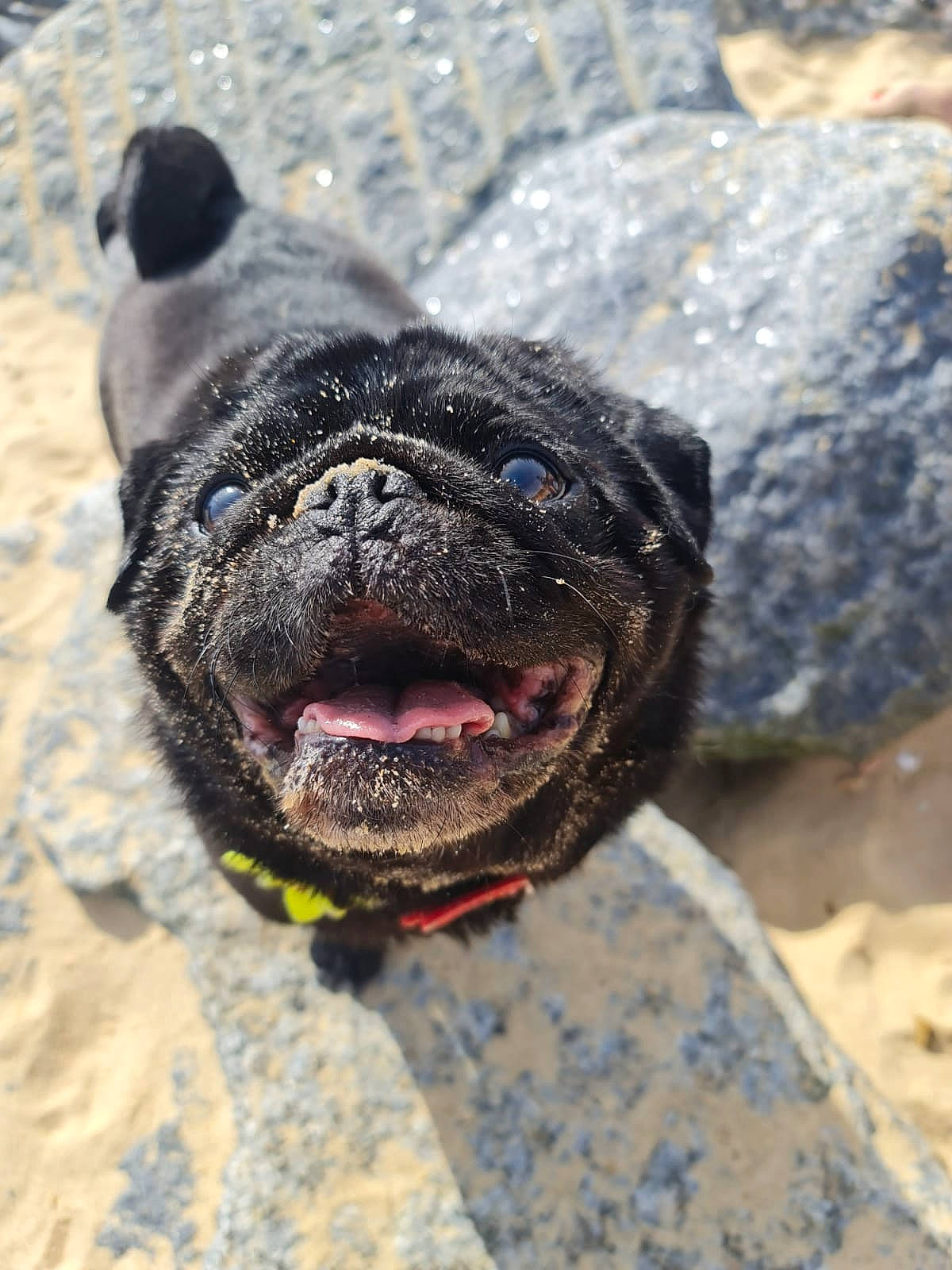 Bernard is registered to the contest to win money with this photo: canidae, carnivore, collar, companion_dog, dog, dog_breed, dog_collar, fawn, fur, leash, liver, rock, sand, snout, sporting_group, terrestrial_animal, water, whiskers, working_animal, working_dog