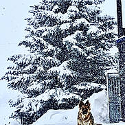 Summit joined the competition — help win amazing prizes! animal, canine, cold, dog, forest, fur, landscape, nature, outdoor, pet, pine_tree, quiet, season, snow, snow_covered, snowfall, standing, tree, weather, winter