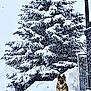 dog, snow, pine_tree, winter, snowfall, outdoor, animal, canine, cold, nature, tree, snow_covered, landscape, pet, fur, forest, weather, season, standing, quiet