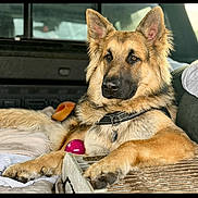 Summit is registered to the contest to win money with this photo: dog, german_shepherd, pet, animal, canine, indoor, vehicle, blanket, toy, collar, fur, ears, nose, paw, relaxing, resting, alert, muzzle, domestic_animal, companion