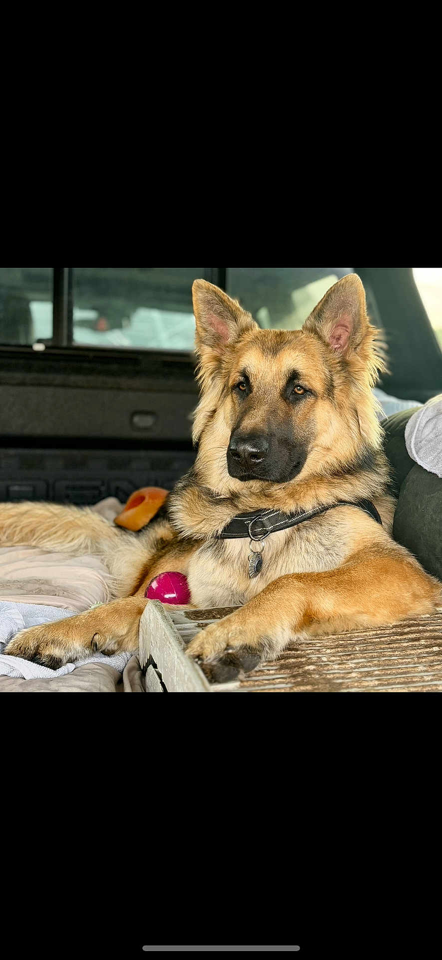 Summit is registered to the contest to win money with this photo: dog, german_shepherd, pet, animal, canine, indoor, vehicle, blanket, toy, collar, fur, ears, nose, paw, relaxing, resting, alert, muzzle, domestic_animal, companion