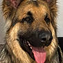 dog, german_shepherd, pet, animal, canine, tongue, fur, ears, close_up, indoor, happy, smiling, portrait, mammal, friendly, domestic_animal, cute, face, head, tongue_out