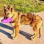 dog, german_shepherd, frisbee, purple, sidewalk, grass, outdoor, pet, canine, sunlight, shadow, playing, animal, standing, fur, ears, mouth, toy, daytime, nature