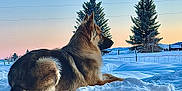 Summit is registered to the contest to win money with this photo: animal, canine, cold, dog, fur, german_shepherd, landscape, majestic, mammal, nature, outdoor, pet, pine_tree, quiet, relaxing, scenic, serene, snow, sunset, winter