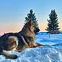 dog, german_shepherd, snow, winter, sunset, outdoor, nature, pine_tree, animal, canine, landscape, serene, cold, fur, mammal, pet, relaxing, quiet, scenic, majestic