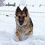 dog, german_shepherd, snow, winter, outdoor, animal, running, playful, fur, nature, cold, forest, daylight, pet, mammal, canine, snowfall, active, landscape, fence
