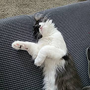 Ollie joined the competition — help win amazing prizes! cat, feline, pet, indoor, couch, gray, white, black, fluffy, relaxed, stretching, paw, fur, whiskers, cozy, home, carpet, resting, cute, animal