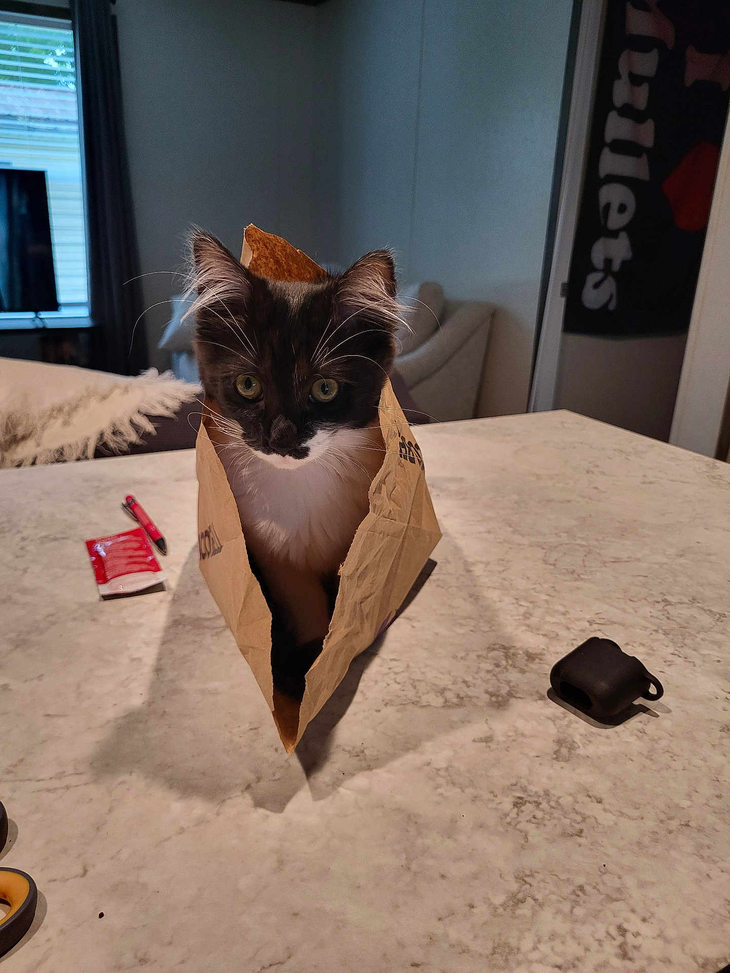 Ollie joined the competition — help win amazing prizes! cat, kitten, paper_bag, marble_countertop, indoor, curious, black_and_white, whiskers, ears, table, pen, packet, scissors, earbuds_case, living_room, sofa, blanket, window, curtains, home