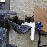 Ollie joined the competition — help win amazing prizes! black_and_white, blue_tape, cardboard_box, cat, cat_tree, cozy, cute, dangling_paw, feline, fur, hammock, home, indoor, lounging, paw, pet, play_toy, relaxing, resting, scratching_post