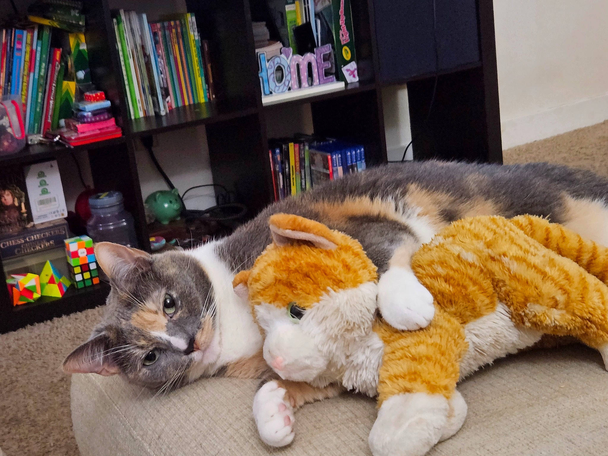 Mazikeen is registered to the contest to win money with this photo: bookcase, carnivore, cat, cat_toy, domestic_short_haired_cat, fawn, felidae, fur, mammal, paw, plush, shelf, shelving, small_to_medium_sized_cats, snout, stuffed_toy, tail, toy, vertebrate, whiskers