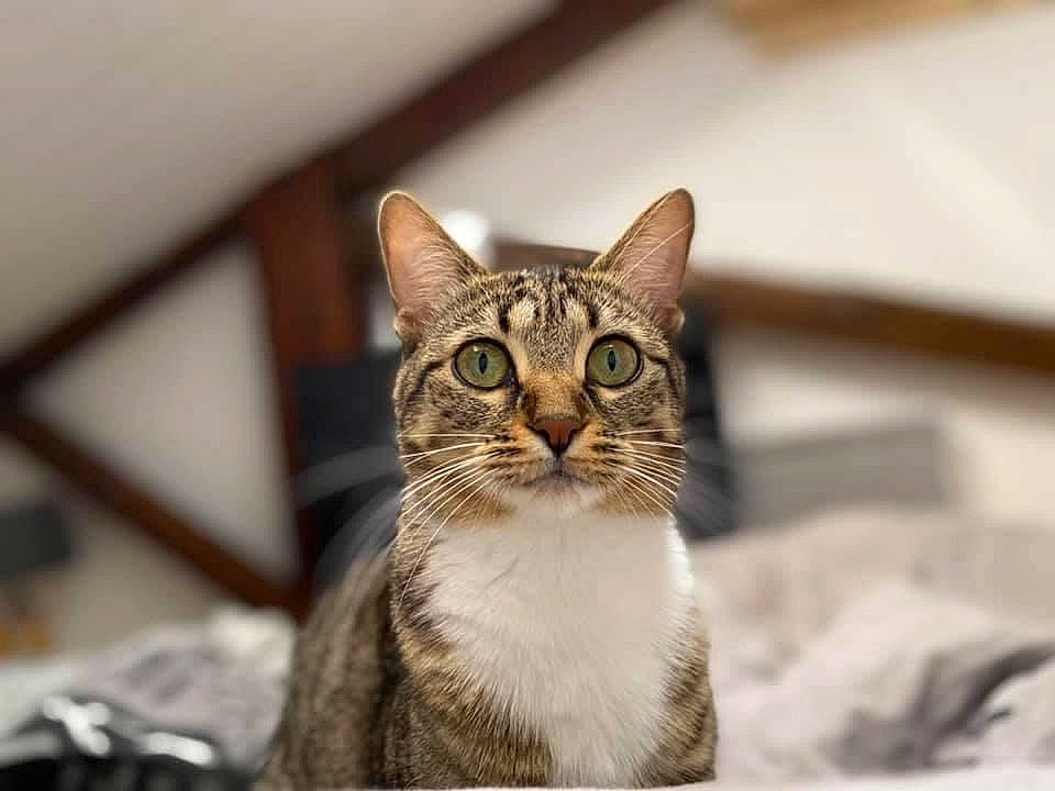 Maze participe au concours pour gagner de l'argent avec cette photo : carnivore, cat, domestic_short_haired_cat, eye, felidae, fur, paw, sand, sitting, small_to_medium_sized_cats, snout, terrestrial_animal, tree, whiskers, wildlife, window