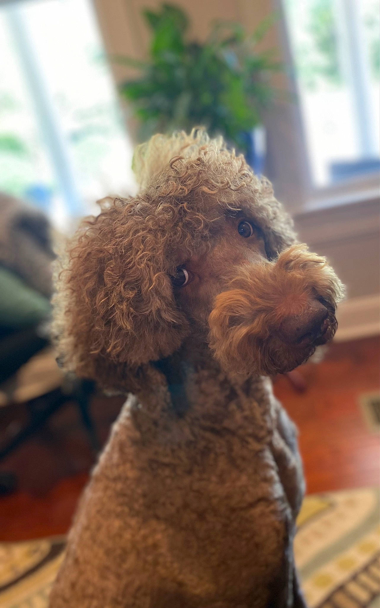 Frankie joined the competition — help win amazing prizes! canidae, carnivore, companion_dog, dog, dog_breed, fawn, fur, liver, poodle, snout, sporting_group, standard_poodle, terrestrial_animal, terrier, toy, toy_dog, water_dog, window, wood, working_animal