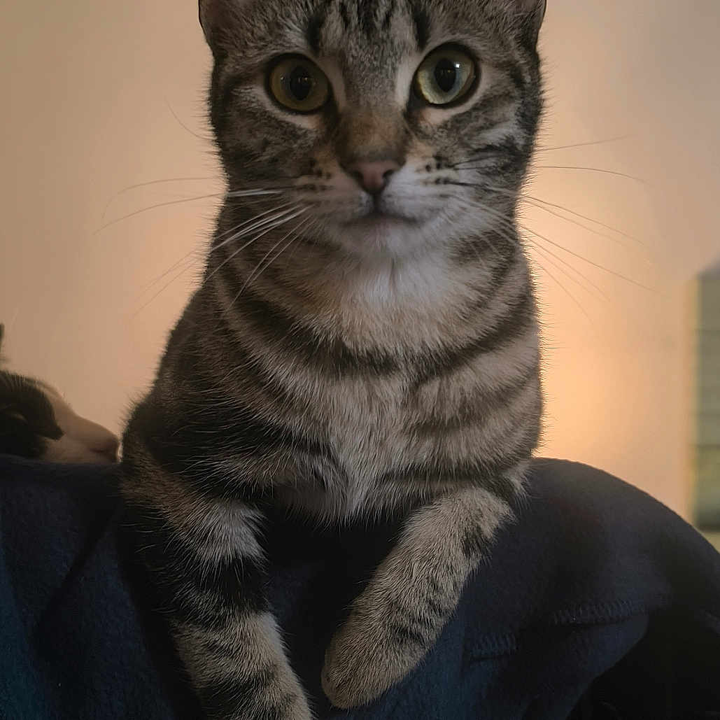 Grizouille a rejoint le concours — aidez-le/la à gagner de superbes lots ! abyssinian, animal, cat, couch, egyptiancat, furniture, kitten, manx, pet, siamese