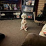 dog, small_dog, white_dog, pet, sitting, upright, living_room, carpet, television, shelves, dvds, bookshelf, fireplace, couch, home_interior, collar, cute, looking_at_camera, domestic, floor