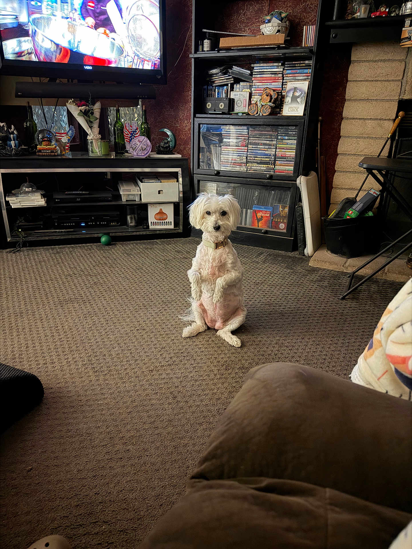 Angel joined the competition — help win amazing prizes! dog, small_dog, white_dog, pet, sitting, upright, living_room, carpet, television, shelves, dvds, bookshelf, fireplace, couch, home_interior, collar, cute, looking_at_camera, domestic, floor