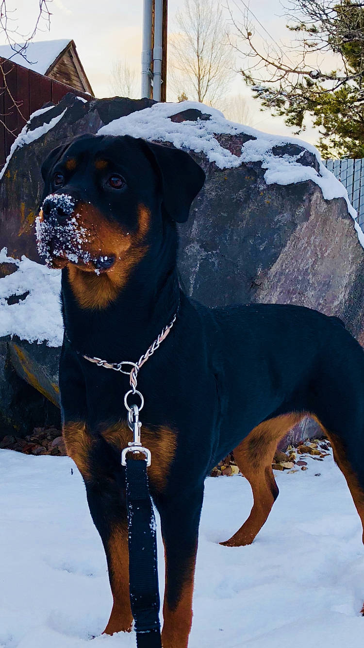 Kyleechka joined the competition — help win amazing prizes! canidae, carnivore, collar, companion_dog, dog, dog_breed, dog_collar, dog_supply, fawn, freezing, fur, liver, pet_supply, snout, snow, sporting_group, tree, winter, working_animal, working_dog