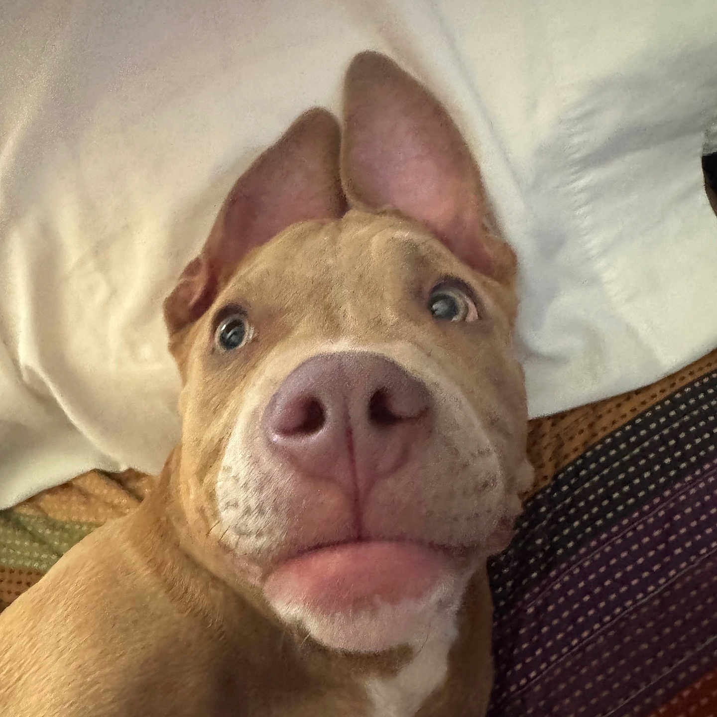 Gus is registered to the contest to win money with this photo: dog, close_up, pet, animal, ears, nose, bed, pillow, blanket, brown, white, curious, looking_up, indoor, canine, cute, face, expression, resting, domestic