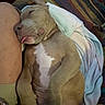 Gus joined the competition — help win amazing prizes! dog, sleeping, tongue_out, blanket, person, leg, cozy, indoor, brown_dog, white_chest, paw, resting, cute, relaxed, furry, pet, domestic_animal, comfort, snuggle, nap